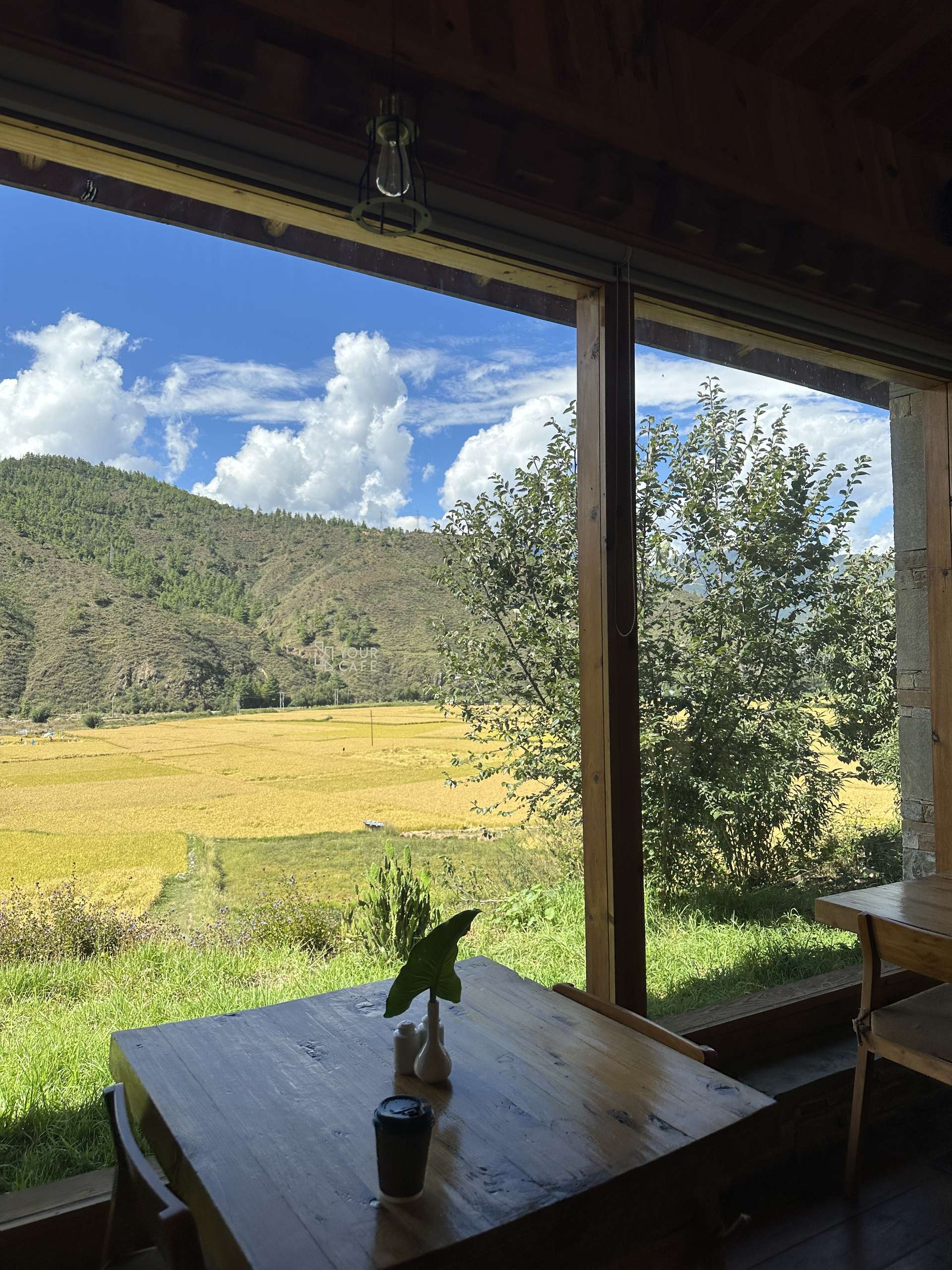 Window Views